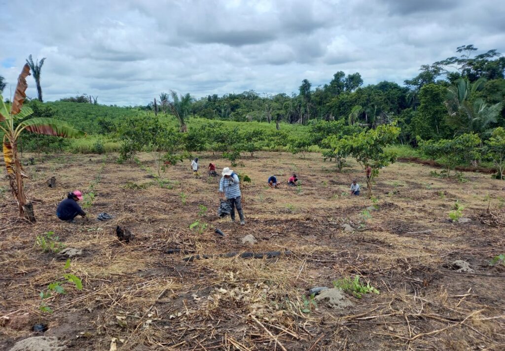 Plant Your Future Plant trees in the Amazon by supporting rainforest